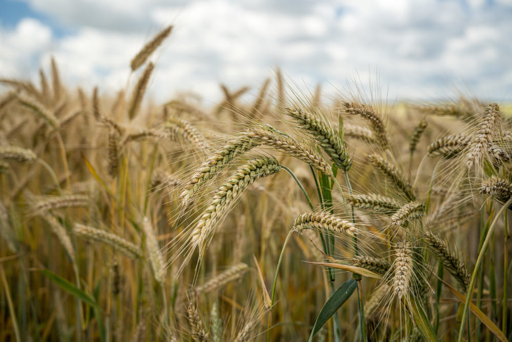 Agrivate Consultants- Wheat